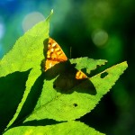 Guest Post : The Message in A Butterfly